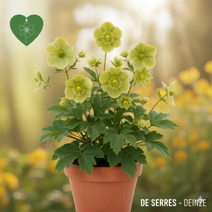 Helleborus odorus P9