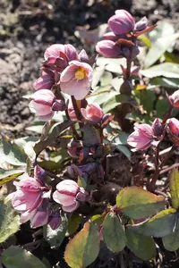 Helleborus or. 'Apricot' P9 - afbeelding 2