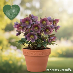 Helleborus or. 'Blue Lady' P9