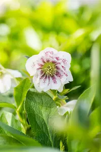 Helleborus or. 'Double Ellen Purple' P9 - afbeelding 1