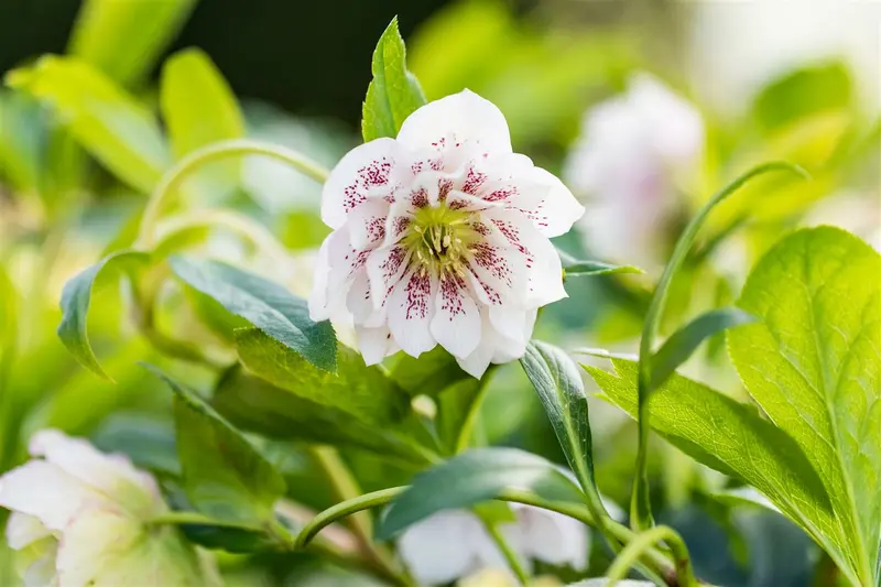 Helleborus or. 'Double Ellen Purple' P9 - afbeelding 2