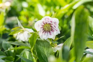 Helleborus or. 'Double Ellen Purple' P9 - afbeelding 3