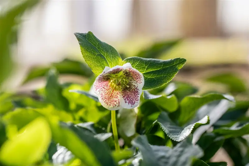 Helleborus or. 'Double Ellen Purple' P9 - afbeelding 4