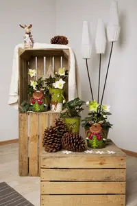 Helleborus or. 'Double Pink Spotted' P9 - afbeelding 1