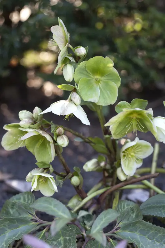 Helleborus or. 'Double Pink Spotted' P9 - afbeelding 3