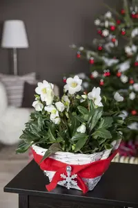 Helleborus or. 'Double Pink Spotted' P9 - afbeelding 4