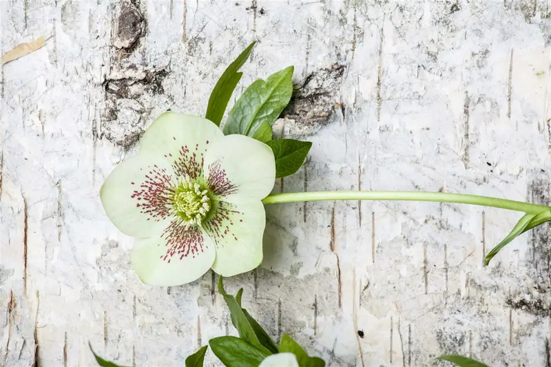 Helleborus or. 'Double White Spotted' P9