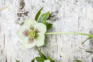 Helleborus or. 'Double White Spotted' P9