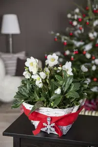 Helleborus or. gemengd/mix C2 - afbeelding 3