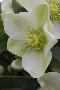 Helleborus or. gemengd/mix C2 - afbeelding 4