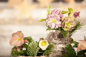 Helleborus or. gemengd/mix C2 - afbeelding 5