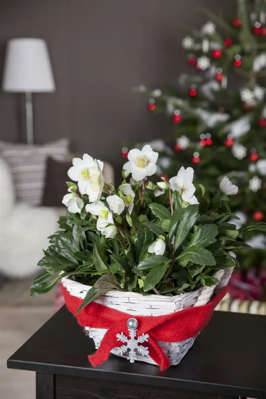 Helleborus or. gemengd/mix P9 - afbeelding 3