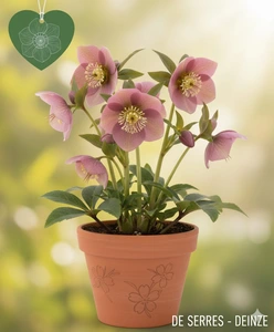 Helleborus orientalis 'Pink Lady' P9