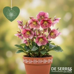 Helleborus orientalis 'Pretty Ellen Pink' P9