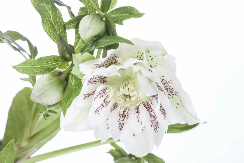 Helleborus or. 'Pretty Ellen Purple' P9 - afbeelding 5
