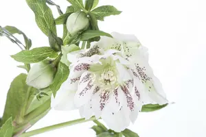 Helleborus or. 'Pretty Ellen Purple' P9 - afbeelding 5