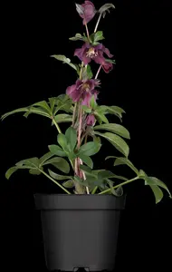 Helleborus or. 'Pretty Ellen Purple' P9 - afbeelding 1