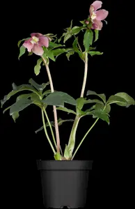 Helleborus or. 'Pretty Ellen Purple' P9 - afbeelding 3