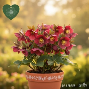 Helleborus orientalis 'Pretty Ellen Red' P9