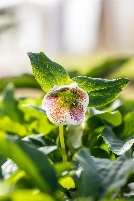 Helleborus or. 'Pretty Ellen Spotted' P9 - afbeelding 5