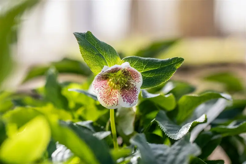 Helleborus or. 'Pretty Ellen Spotted' P9 - afbeelding 4