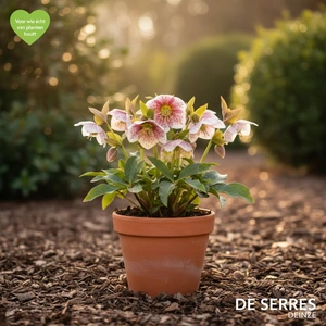 Helleborus orientalis 'Red Spotted Hybrids' P9