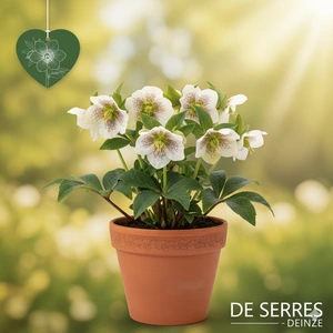 Helleborus orientalis 'White Lady Spotted' P9