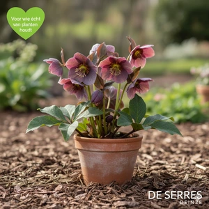 Helleborus purpurascens P9
