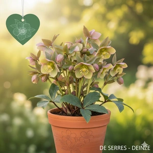 Helleborus x sternii P9