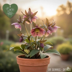 Helleborus x sternii P11