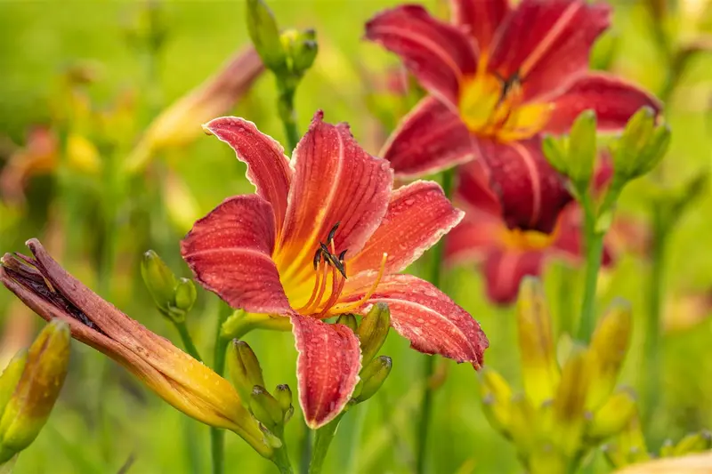 Hemerocallis 'Chicago Apache' P9