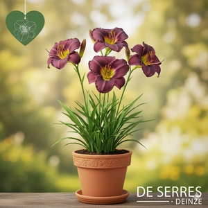 Hemerocallis 'Entrapment' P9