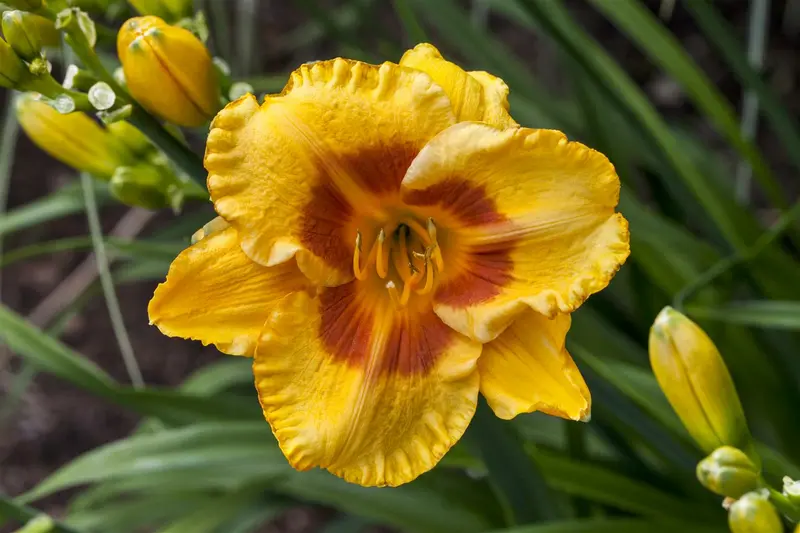 Hemerocallis 'Fragrant Returns' P9
