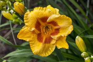 Hemerocallis 'Fragrant Returns' P9