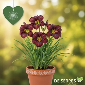 Hemerocallis 'Black Prince' P9