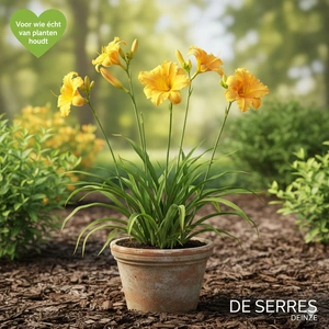 Hemerocallis 'Chicago Sunrise' P9