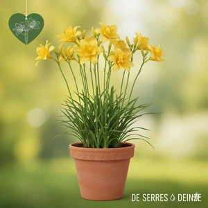 Hemerocallis 'Double River Wye' P9