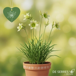 Hemerocallis 'Green Flutter' P9