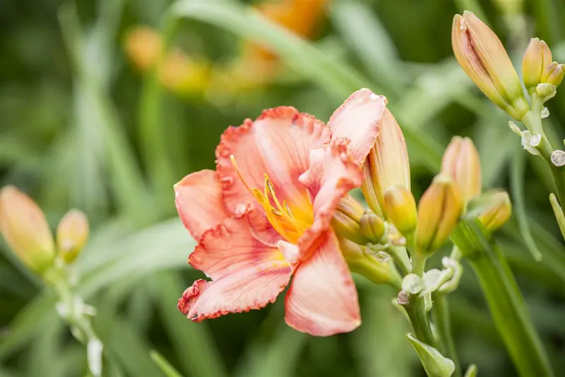 Hemerocallis hybr. 'Helle Berlinerin' P9 - afbeelding 3