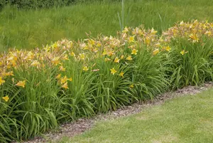 Hemerocallis hybr. 'Helle Berlinerin' P9 - afbeelding 1