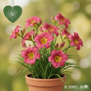 Hemerocallis 'Little Missy' P9