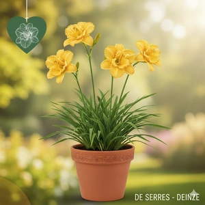 Hemerocallis 'Mary Todd' P9