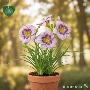 Hemerocallis 'Mildred Mitchell' P9