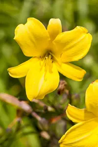 hemerocallis hybr. 'mini stella' P9 - afbeelding 2