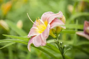 Hemerocallis hybr. 'Painted Trillium' P9 - afbeelding 4