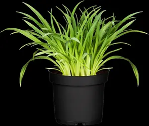 Hemerocallis hybr. 'Painted Trillium' P9 - afbeelding 5