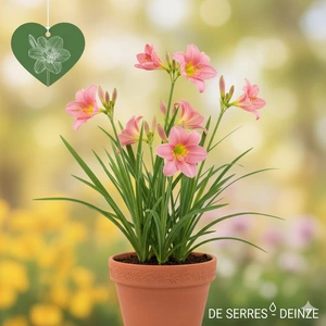 Hemerocallis 'Pink Charm' P9