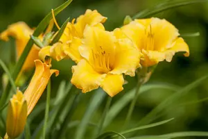 Hemerocallis hybr. 'Precious d'oro' P9 - afbeelding 1