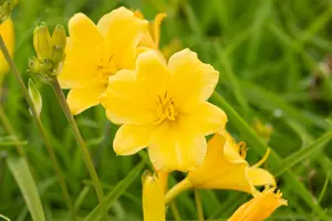 Hemerocallis hybr. 'Precious d'oro' P9 - afbeelding 2