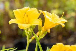 Hemerocallis hybr. 'Precious d'oro' P9 - afbeelding 3